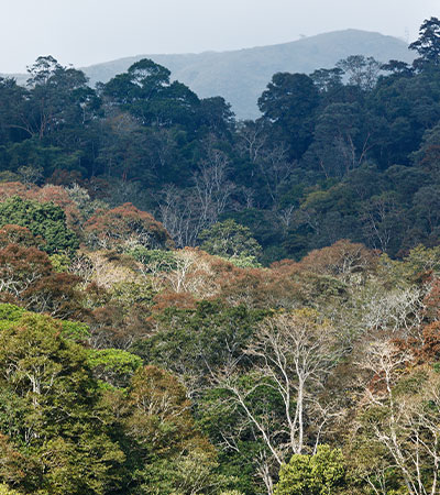 Mahananda Wildlife Sanctuary